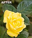 Click image for larger version. 

Name:	yellow rose HPF.jpg 
Views:	407 
Size:	373.8 KB 
ID:	2790