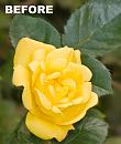 Click image for larger version. 

Name:	yellow rose.jpg 
Views:	406 
Size:	392.3 KB 
ID:	2791