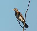 Click image for larger version. 

Name:	fieldfare1.jpg 
Views:	348 
Size:	100.1 KB 
ID:	2823