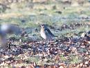 Click image for larger version. 

Name:	fieldfare3.jpg 
Views:	336 
Size:	190.6 KB 
ID:	2827