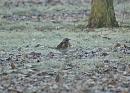 Click image for larger version. 

Name:	fieldfare4.jpg 
Views:	325 
Size:	177.2 KB 
ID:	2828