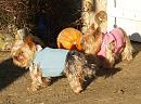 Click image for larger version. 

Name:	Yorkies.jpg 
Views:	514 
Size:	215.7 KB 
ID:	2948