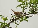Click image for larger version. 

Name:	whitethroat_Streat;ey_2_filtered.jpg 
Views:	196 
Size:	401.8 KB 
ID:	299