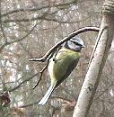 Click image for larger version. 

Name:	blue tit 001.jpg 
Views:	162 
Size:	102.6 KB 
ID:	2992