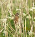 Click image for larger version. 

Name:	whitethroat_Streatley_1_filtered.jpg 
Views:	203 
Size:	561.4 KB 
ID:	300