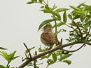 Click image for larger version. 

Name:	whitethroat_streatley_3_filtered.jpg 
Views:	193 
Size:	552.3 KB 
ID:	301
