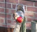 Click image for larger version. 

Name:	squirrel2.jpg 
Views:	183 
Size:	143.4 KB 
ID:	3175