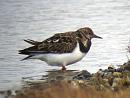 Click image for larger version. 

Name:	turnstone_1.jpg 
Views:	142 
Size:	159.5 KB 
ID:	3254