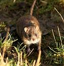 Click image for larger version. 

Name:	rat f.jpg 
Views:	279 
Size:	238.4 KB 
ID:	3306