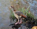 Click image for larger version. 

Name:	egyptian_goose_5.jpg 
Views:	256 
Size:	297.5 KB 
ID:	3337