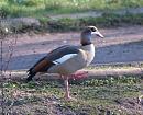 Click image for larger version. 

Name:	egyptian_goose_7.jpg 
Views:	220 
Size:	139.4 KB 
ID:	3339