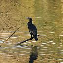 Click image for larger version. 

Name:	cormorant_1.jpg 
Views:	267 
Size:	260.2 KB 
ID:	3358