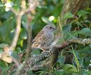 Click image for larger version. 

Name:	dunnock.jpg 
Views:	283 
Size:	134.0 KB 
ID:	3375