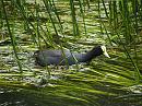 Click image for larger version. 

Name:	coot_reeds_small.jpg 
Views:	261 
Size:	182.3 KB 
ID:	345