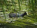 Click image for larger version. 

Name:	coot_reeds_small.jpg 
Views:	266 
Size:	182.3 KB 
ID:	345