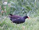 Click image for larger version. 

Name:	moorhen1.jpg 
Views:	249 
Size:	243.4 KB 
ID:	346