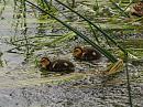 Click image for larger version. 

Name:	mallard_ducklings1.jpg 
Views:	265 
Size:	527.2 KB 
ID:	353