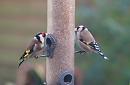 Click image for larger version. 

Name:	Goldfinch_1.jpg 
Views:	232 
Size:	81.1 KB 
ID:	3605