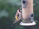 Click image for larger version. 

Name:	Goldfinch_3.jpg 
Views:	209 
Size:	60.2 KB 
ID:	3607