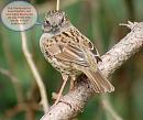 Click image for larger version. 

Name:	dunnock.jpg 
Views:	372 
Size:	122.6 KB 
ID:	3646