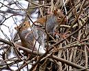 Click image for larger version. 

Name:	Grey_squirrel.jpg 
Views:	190 
Size:	241.4 KB 
ID:	3714
