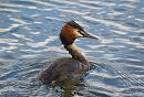 Click image for larger version. 

Name:	great_crested_grebe_1.jpg 
Views:	1018 
Size:	231.9 KB 
ID:	3754