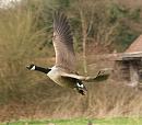 Click image for larger version. 

Name:	canada_goose_1.jpg 
Views:	1453 
Size:	79.7 KB 
ID:	3891