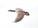 Click image for larger version. 

Name:	canada_goose_4.jpg 
Views:	2719 
Size:	63.6 KB 
ID:	3894