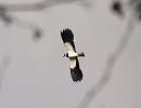 Click image for larger version. 

Name:	Lapwing_3.jpg 
Views:	240 
Size:	77.2 KB 
ID:	3900