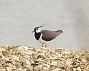 Click image for larger version. 

Name:	Lapwing_1_small.jpg 
Views:	420 
Size:	47.5 KB 
ID:	3904