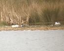 Click image for larger version. 

Name:	Goosander.jpg 
Views:	223 
Size:	66.9 KB 
ID:	3910