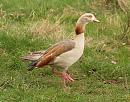 Click image for larger version. 

Name:	Egyptian_goose_1.jpg 
Views:	214 
Size:	256.3 KB 
ID:	3920