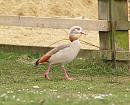 Click image for larger version. 

Name:	Egyptian_goose_2.jpg 
Views:	211 
Size:	188.6 KB 
ID:	3921