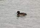 Click image for larger version. 

Name:	Tufted_duck_1.jpg 
Views:	247 
Size:	112.6 KB 
ID:	3922