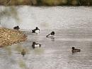 Click image for larger version. 

Name:	Tufted_duck_2.jpg 
Views:	233 
Size:	120.1 KB 
ID:	3923
