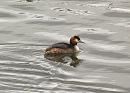 Click image for larger version. 

Name:	great_crested_grebe.jpg 
Views:	776 
Size:	112.5 KB 
ID:	3924