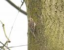 Click image for larger version. 

Name:	treecreeper.jpg 
Views:	674 
Size:	113.3 KB 
ID:	4049