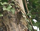 Click image for larger version. 

Name:	treecreeper_1.jpg 
Views:	626 
Size:	160.9 KB 
ID:	4050