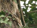 Click image for larger version. 

Name:	treecreeper_2.jpg 
Views:	727 
Size:	113.8 KB 
ID:	4051