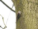 Click image for larger version. 

Name:	treecreeper_3.jpg 
Views:	632 
Size:	99.1 KB 
ID:	4052