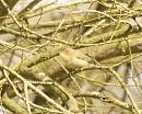 Click image for larger version. 

Name:	Chiffchaff_1.jpg 
Views:	601 
Size:	90.9 KB 
ID:	4053