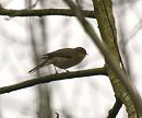 Click image for larger version. 

Name:	Chiffchaff_3.jpg 
Views:	600 
Size:	79.0 KB 
ID:	4055