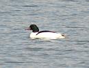 Click image for larger version. 

Name:	Goosander_1.jpg 
Views:	223 
Size:	89.5 KB 
ID:	4093