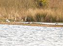 Click image for larger version. 

Name:	Goosanders.jpg 
Views:	220 
Size:	241.3 KB 
ID:	4096