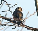 Click image for larger version. 

Name:	goldfinch.jpg 
Views:	692 
Size:	69.0 KB 
ID:	4254