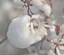 Click image for larger version. 

Name:	Amelanchier_snow.jpg 
Views:	240 
Size:	110.1 KB 
ID:	4313