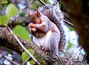 Click image for larger version. 

Name:	Grey Squirrel sml.jpg 
Views:	163 
Size:	153.0 KB 
ID:	433