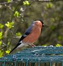 Click image for larger version. 

Name:	Bullfinch.jpg 
Views:	227 
Size:	395.2 KB 
ID:	4341
