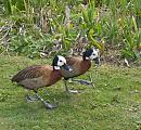 Click image for larger version. 

Name:	west-indian-whistling-duck.jpg 
Views:	272 
Size:	457.4 KB 
ID:	4344