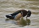 Click image for larger version. 

Name:	wood_duck.jpg 
Views:	531 
Size:	201.1 KB 
ID:	4369